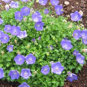Tussock Bellflower Campanula Seeds